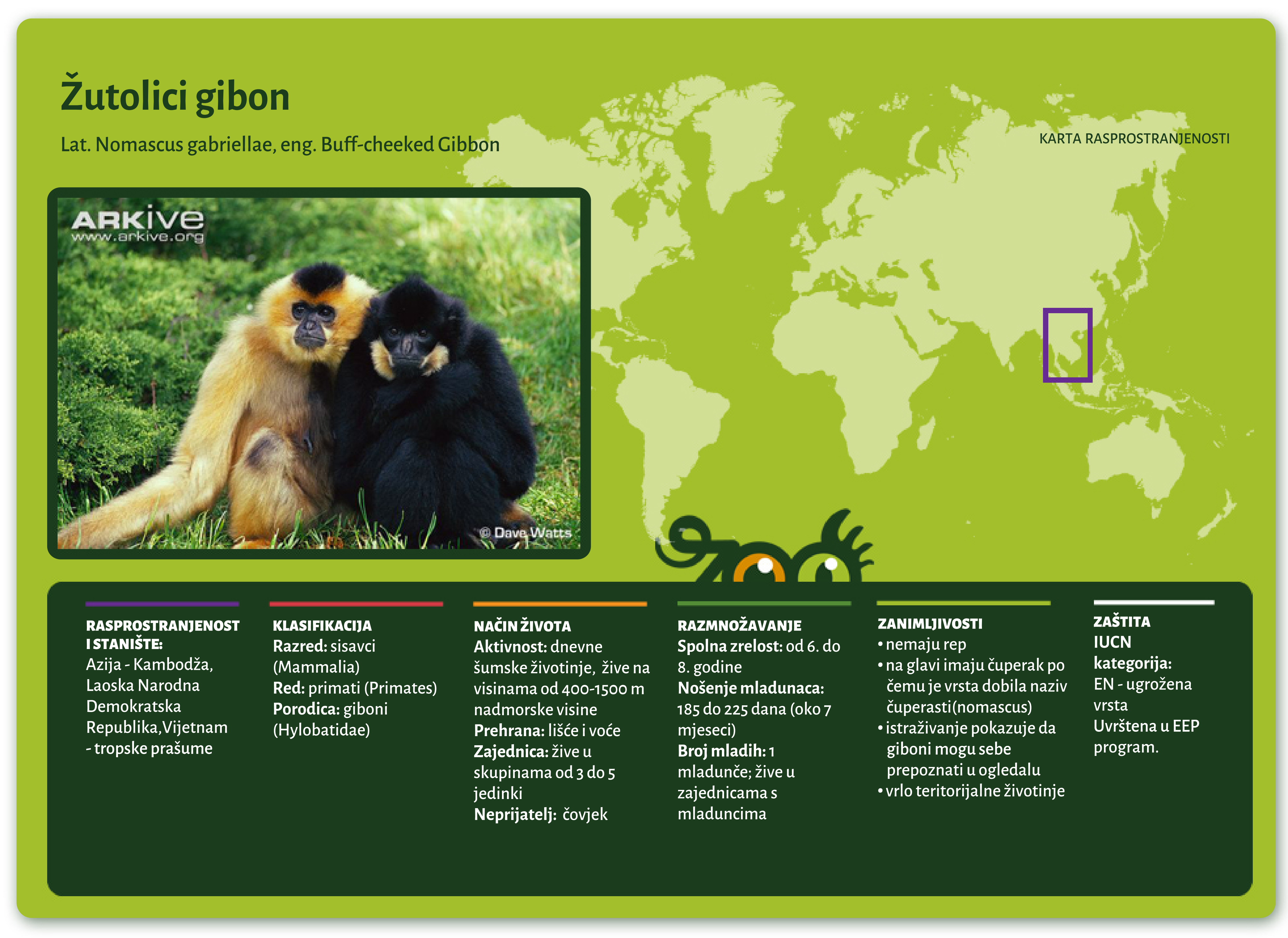 Žutolici gibon (Nomascus gabriellae)